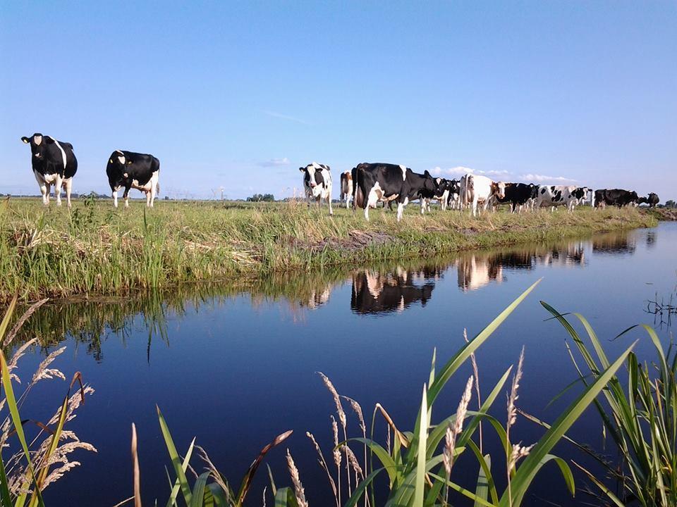 Гостьовий будинок Boerderij Honswijck Весп Екстер'єр фото